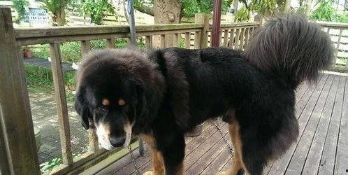 徒步女网红遇藏獒被杀,徒步女网红命丧荒野