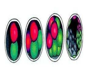 试管移植可以吃瓜,如何科学饮食助力好“孕”瓜熟蒂落