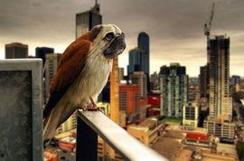 八哥最新爆料新闻,揭秘娱乐圈最新劲爆新闻