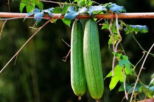 吃瓜预告51期,揭秘娱乐圈最新热点，明星幕后故事大揭秘！