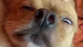 小狗吃瓠瓜中毒了,紧急救治刻不容缓