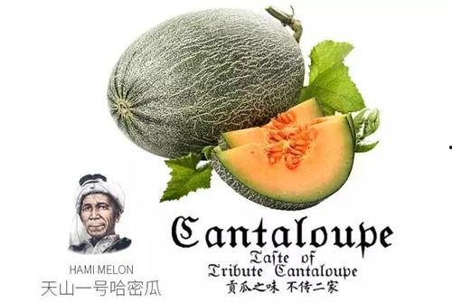 吃蜜瓜突然好苦,揭秘甜蜜背后的意外转折