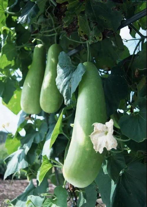 心衰可以吃蒲瓜吗,蒲瓜的养生益处