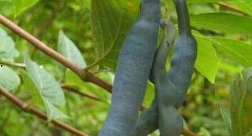 以前吃瓜要留下瓜籽,揭秘瓜界传承之谜