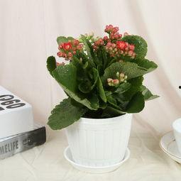 头条观赏植物摆放位置,打造绿色家居新风尚