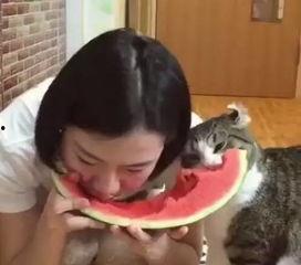 蒙眼吃瓜动图,吃瓜也能成网红？动图揭秘蒙眼吃瓜新潮流