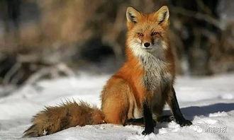 网红半只狐狸哪国国籍,揭秘网红背后的神秘国籍之谜