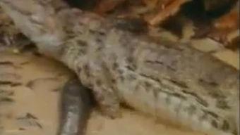 吃瓜的鳄鱼视频下载,揭秘动物界的“网红”现象