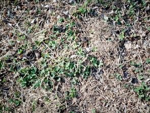 明星百草,璀璨星途中的绿色传奇